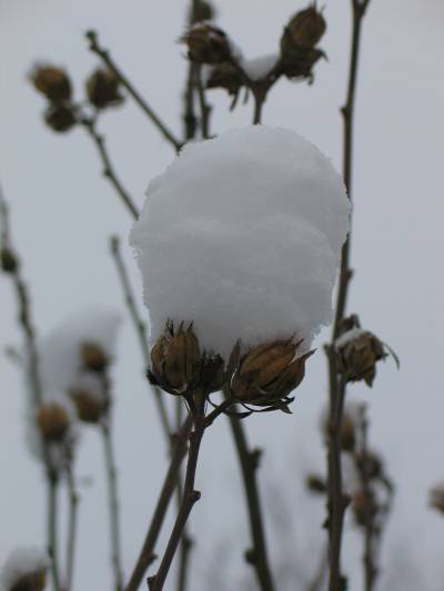 snowy crown